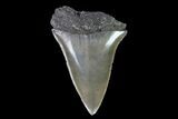 Fossil Mako Shark Tooth - Georgia #75098-1